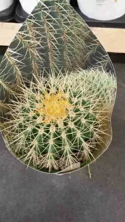 Эхинокактус Грузони фото
