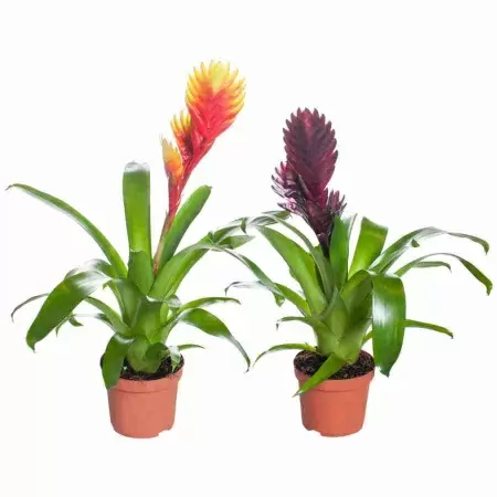 Вриезия  Дельфин