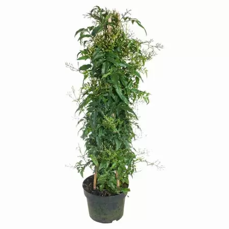 Жасмин многоцветковый пирамида