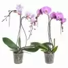Фаленопсис Микс пальма 2 ст