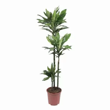 Драцена фрагранс Джанет Крейг 3 ствола Драцена фрагранс Джанет Крейг 3 ствола