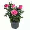 Роза патио Малиновая Регина