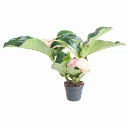 Мединилла Магнифика фото