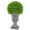 Самшит в кашпо