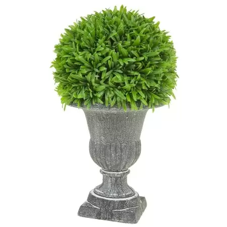 Самшит в кашпо