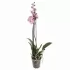 Фаленопсис Ром 2 ст