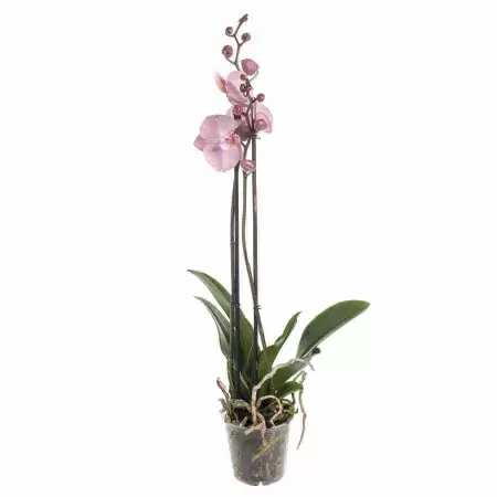 Фаленопсис Ром 2 ст