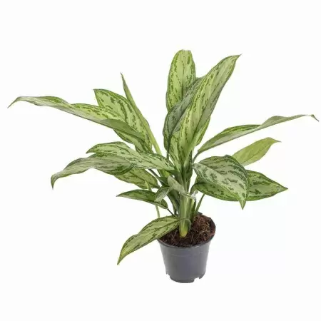 Аглаонема Сильвер Квин