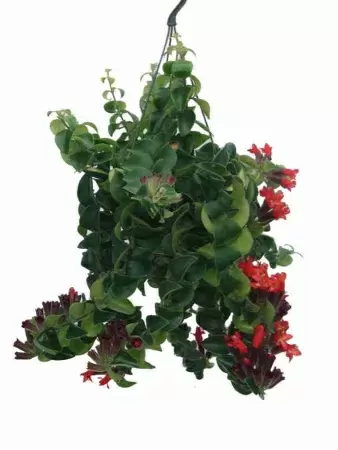 Эсхинантус Мона Лиза ампельный