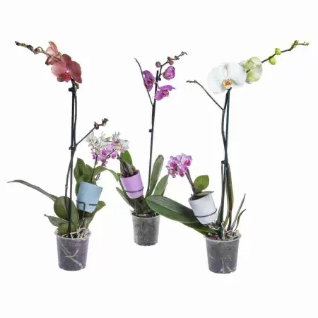 Фаленопсис Микс два размера
