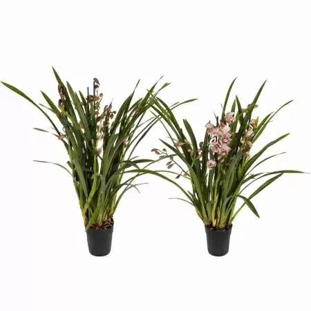 Цимбидиум Микс 5 ст