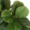 Фикус Лирата искусственный