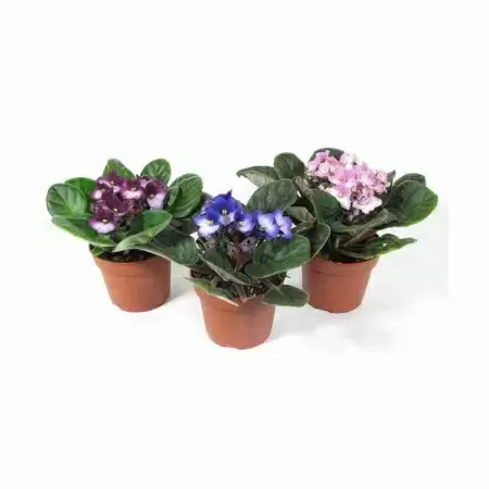 Фиалка Тренди