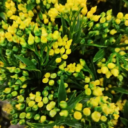 Гиперкиум искусственный Гиперкиум искусственный