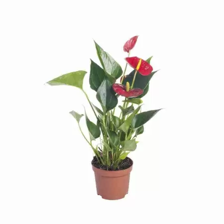 Антуриум андрианум Туренза