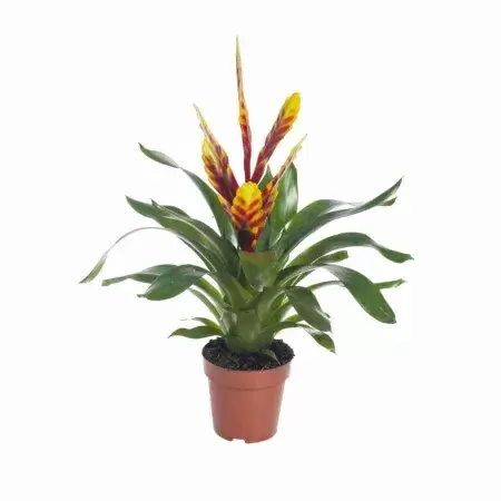 Вриезия Давина