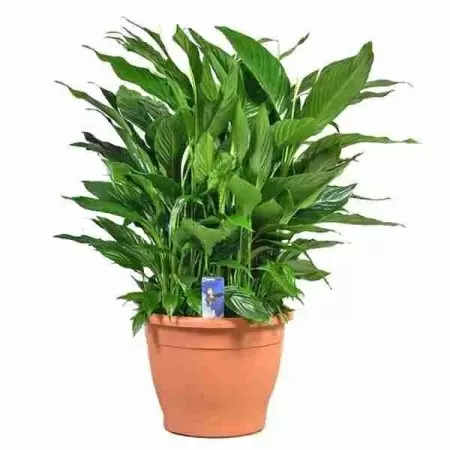 Спатифиллум Клаудиус