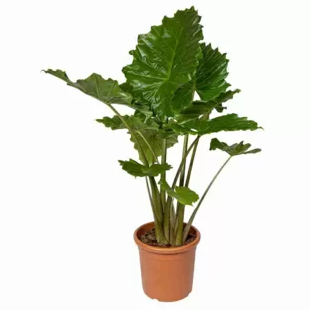 Алоказия Портодора Алоказия Портодора