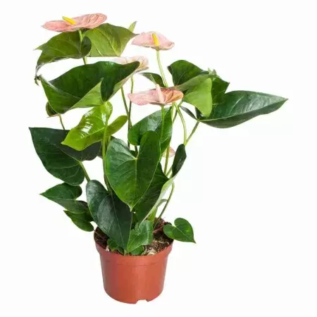 Антуриум андрианум Куин Свит