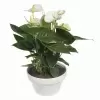 Антуриум андрианум Сиерра Белый 