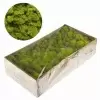 Мох стабилизированный фисташковый