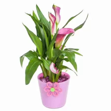 Калла Самур Калла Самур