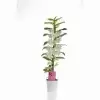 Дендробиум Нобиле Белый 1 ствол