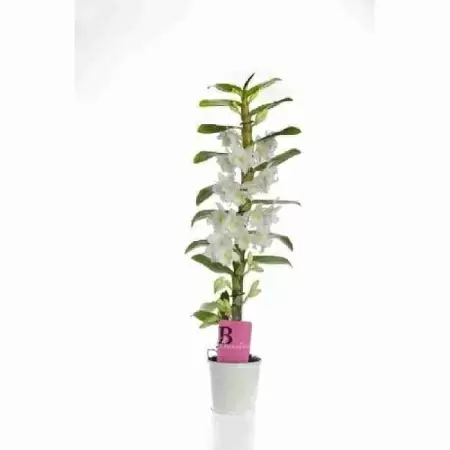Дендробиум Нобиле Белый 1 ствол