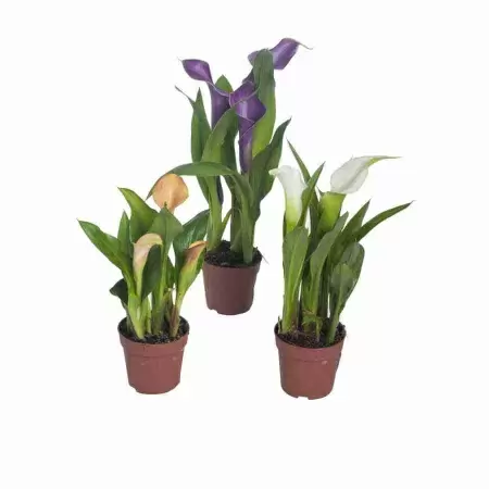 Калла Реманна микс Калла Реманна микс