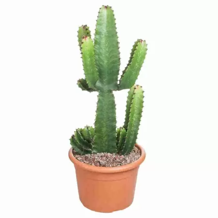 Цереус перуанский