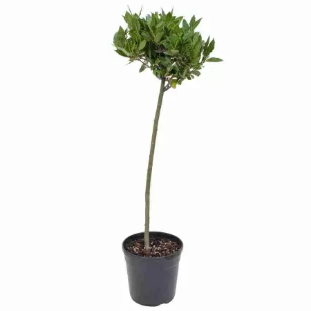 Лавр Нобилис