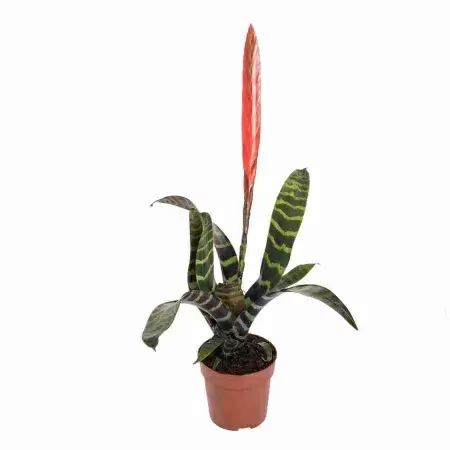 Вриезия Сплендиде