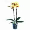 Фаленопсис Желто-красный 2 ствола Фаленопсис Желто-красный 2 ствола