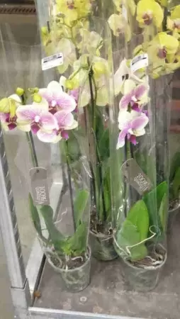 Фаленопсис Октопус Орхидеи в горшках