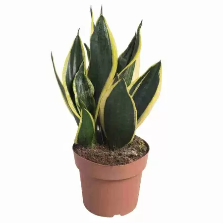 Сансевиерия Блэк Голд