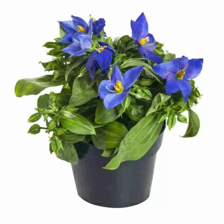 Экзакум Сапфир