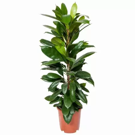 Фикус Циатистипула Разветвленный