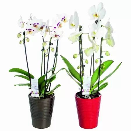 Фаленопсис каскад Микс