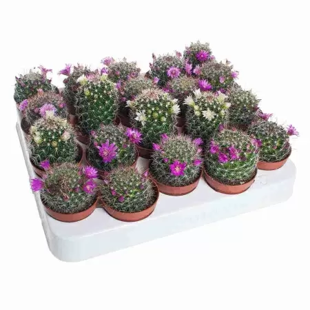 Маммиллярия Микс