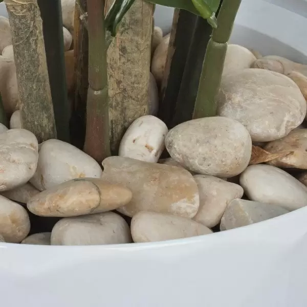 Растение искусственное Замиокулькас в горшке Vase Rib