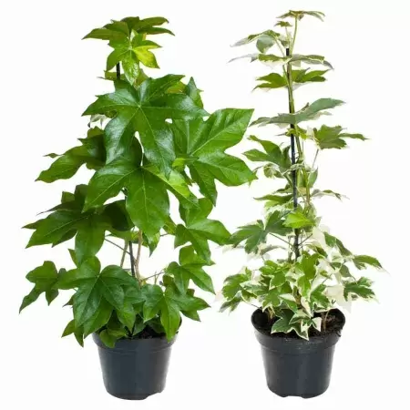 Фатсхедера лизе Пиа