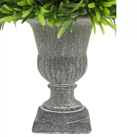 Самшит в кашпо