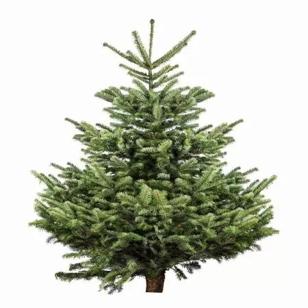 Ель обыкновенная 