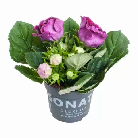 Глоксиния махровая Моник