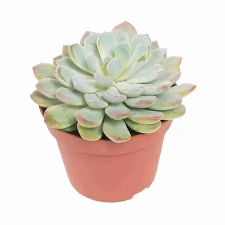 Эхеверия Лау