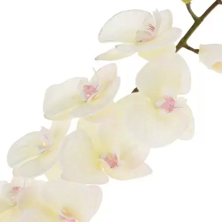 Фаленопсис силиконовый