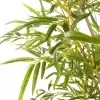 Бамбук искусственный Бамбук искусственный