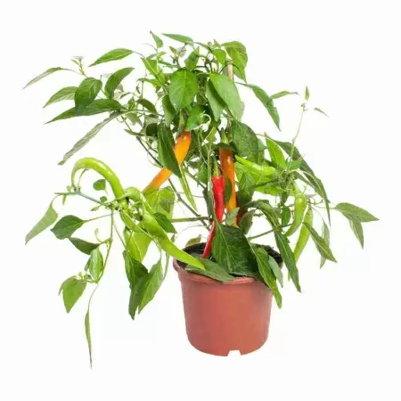 Перец стручковый 