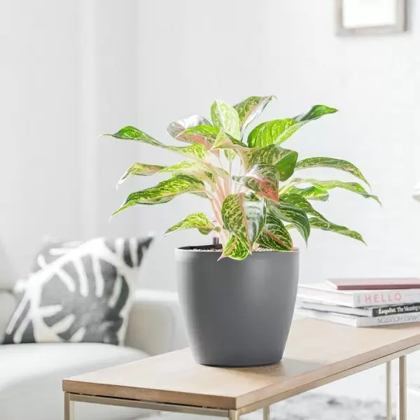 Кашпо Lechuza Classico Color