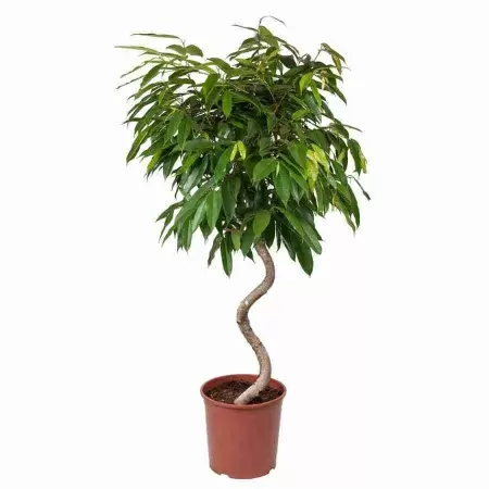 Фикус биннендийка Амстел Кинг спираль